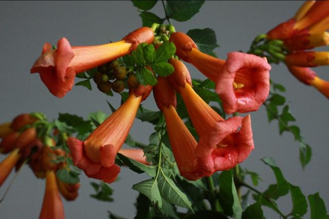 植物图鉴:厚萼凌霄 植物图鉴:厚萼凌霄