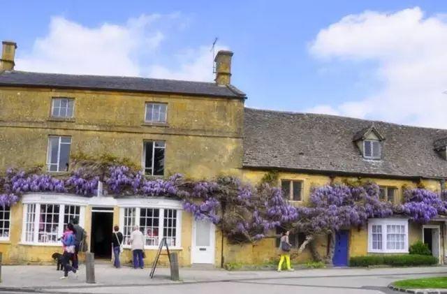 紫藤品种介绍集锦,你喜欢的是哪一种? 紫藤品种介绍集锦,你喜欢的是哪一种?