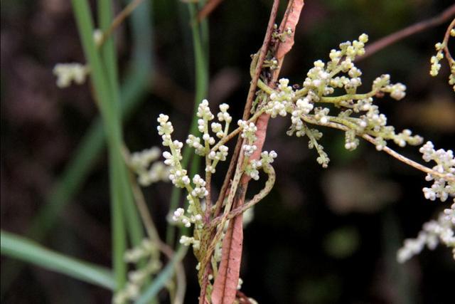 植物图鉴:金灯藤 植物图鉴:金灯藤