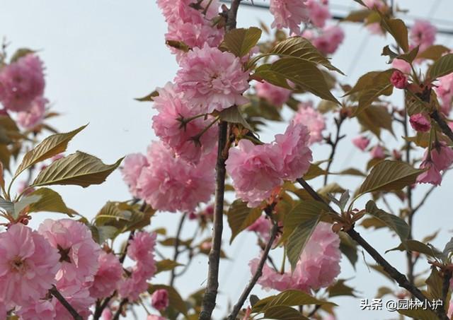 中式庭院八大名花，总有一款打动你