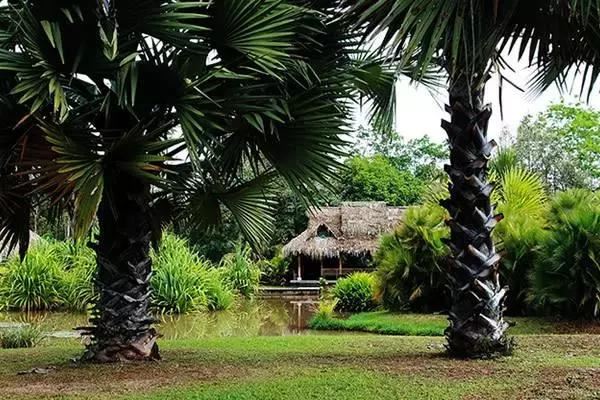 在南方旅游,路边这40种常见花木,你认识多少种? 在南方旅游,路边这40种常见花木,你认识多少种?