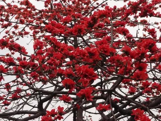 在南方旅游,路边这40种常见花木,你认识多少种? 在南方旅游,路边这40种常见花木,你认识多少种?