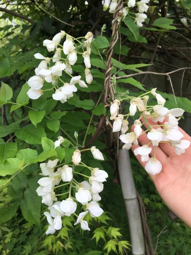 紫藤品种介绍集锦,你喜欢的是哪一种? 紫藤品种介绍集锦,你喜欢的是哪一种?