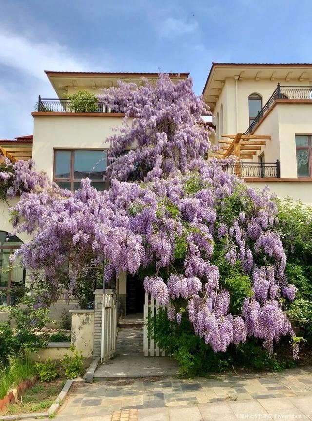 紫藤品种介绍集锦,你喜欢的是哪一种? 紫藤品种介绍集锦,你喜欢的是哪一种?
