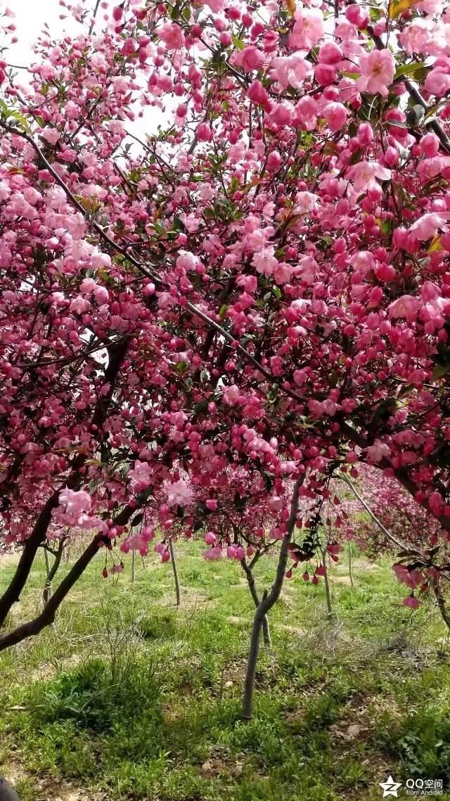 海棠有四品，犹爱垂丝海棠