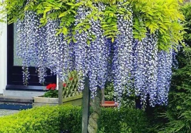 紫藤品种介绍集锦,你喜欢的是哪一种? 紫藤品种介绍集锦,你喜欢的是哪一种?