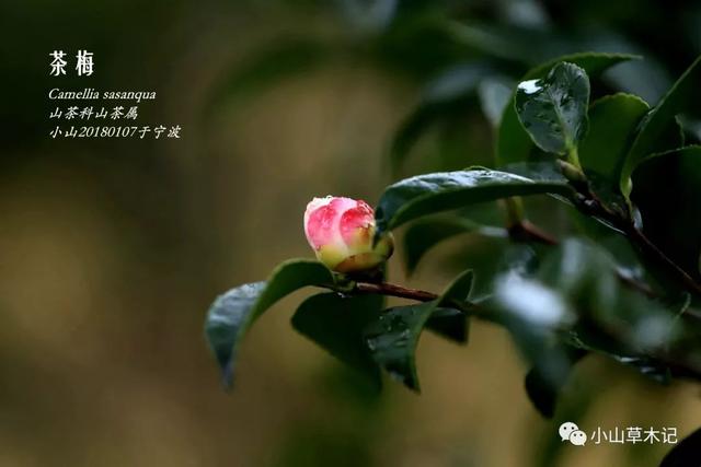 茶梅 | 冬日看花花灼灼 茶梅 | 冬日看花花灼灼
