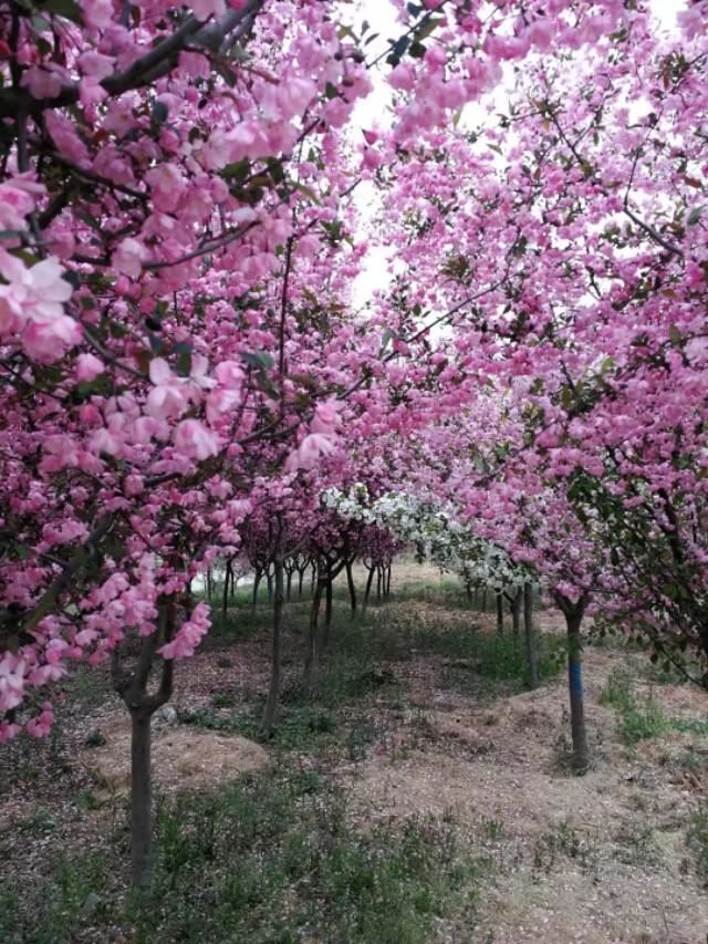 海棠有四品，犹爱垂丝海棠