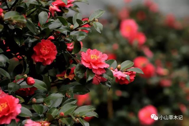茶梅 | 冬日看花花灼灼 茶梅 | 冬日看花花灼灼