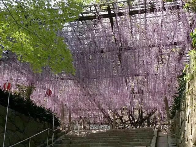 紫藤品种介绍集锦,你喜欢的是哪一种? 紫藤品种介绍集锦,你喜欢的是哪一种?