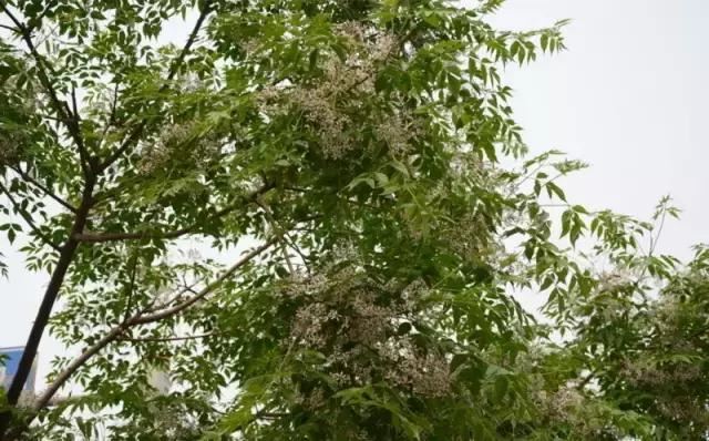 在南方旅游,路边这40种常见花木,你认识多少种? 在南方旅游,路边这40种常见花木,你认识多少种?