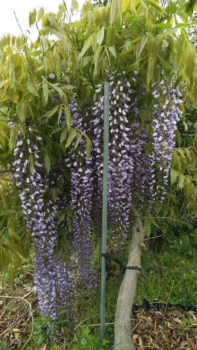 紫藤品种介绍集锦,你喜欢的是哪一种? 紫藤品种介绍集锦,你喜欢的是哪一种?