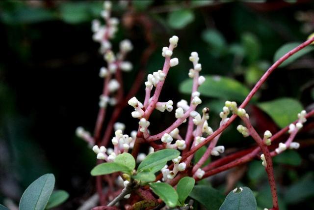 植物图鉴:金灯藤 植物图鉴:金灯藤