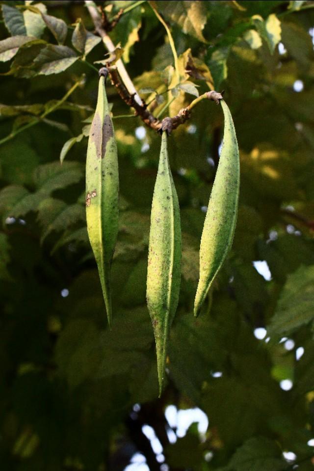 植物图鉴:厚萼凌霄 植物图鉴:厚萼凌霄