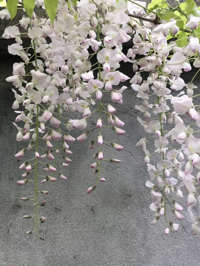 紫藤品种介绍集锦,你喜欢的是哪一种? 紫藤品种介绍集锦,你喜欢的是哪一种?