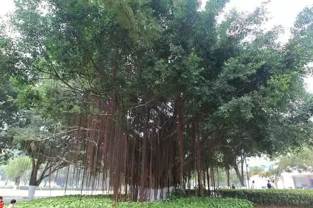 在南方旅游,路边这40种常见花木,你认识多少种? 在南方旅游,路边这40种常见花木,你认识多少种?