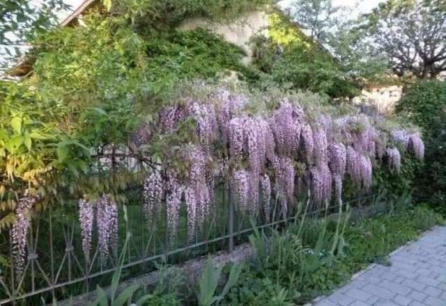 紫藤品种介绍集锦,你喜欢的是哪一种? 紫藤品种介绍集锦,你喜欢的是哪一种?