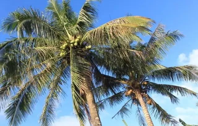 在南方旅游,路边这40种常见花木,你认识多少种? 在南方旅游,路边这40种常见花木,你认识多少种?