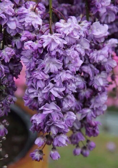 紫藤品种介绍集锦,你喜欢的是哪一种? 紫藤品种介绍集锦,你喜欢的是哪一种?