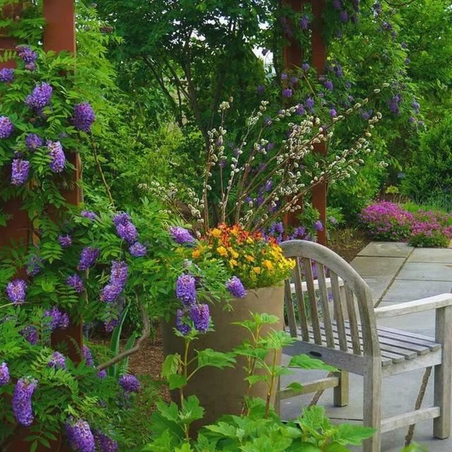 紫藤品种介绍集锦,你喜欢的是哪一种? 紫藤品种介绍集锦,你喜欢的是哪一种?