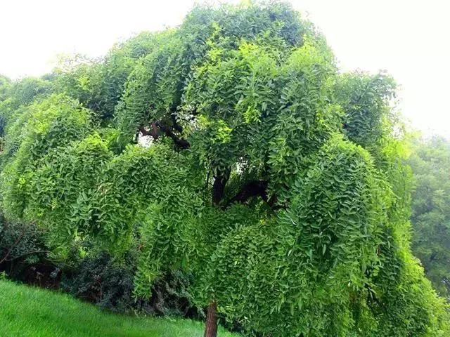 苗木品种好不好,由这些决定 苗木品种好不好,由这些决定