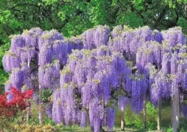 紫藤品种介绍集锦,你喜欢的是哪一种? 紫藤品种介绍集锦,你喜欢的是哪一种?