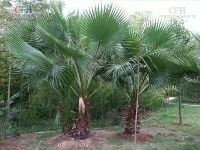 在南方旅游,路边这40种常见花木,你认识多少种? 在南方旅游,路边这40种常见花木,你认识多少种?