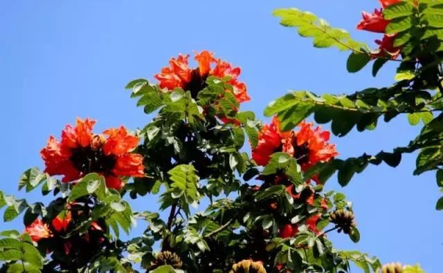 在南方旅游,路边这40种常见花木,你认识多少种? 在南方旅游,路边这40种常见花木,你认识多少种?