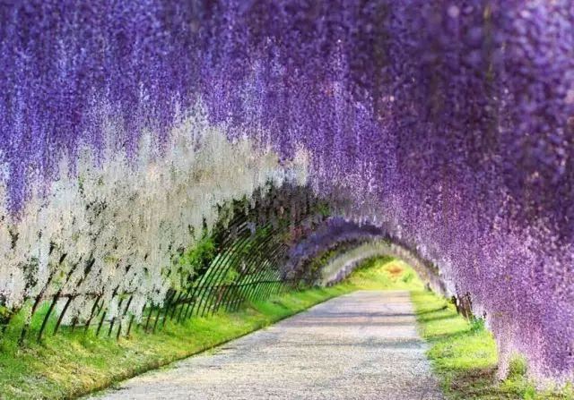 紫藤品种介绍集锦,你喜欢的是哪一种? 紫藤品种介绍集锦,你喜欢的是哪一种?