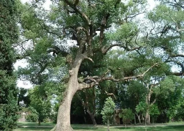 在南方旅游,路边这40种常见花木,你认识多少种? 在南方旅游,路边这40种常见花木,你认识多少种?