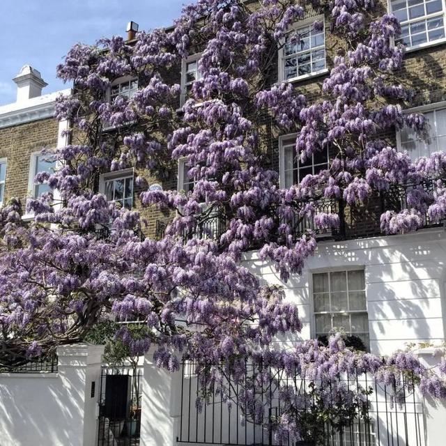 紫藤品种介绍集锦,你喜欢的是哪一种? 紫藤品种介绍集锦,你喜欢的是哪一种?