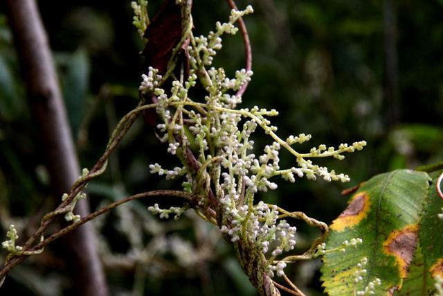 植物图鉴:金灯藤 植物图鉴:金灯藤