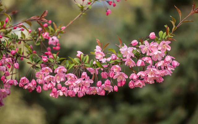海棠有四品，犹爱垂丝海棠