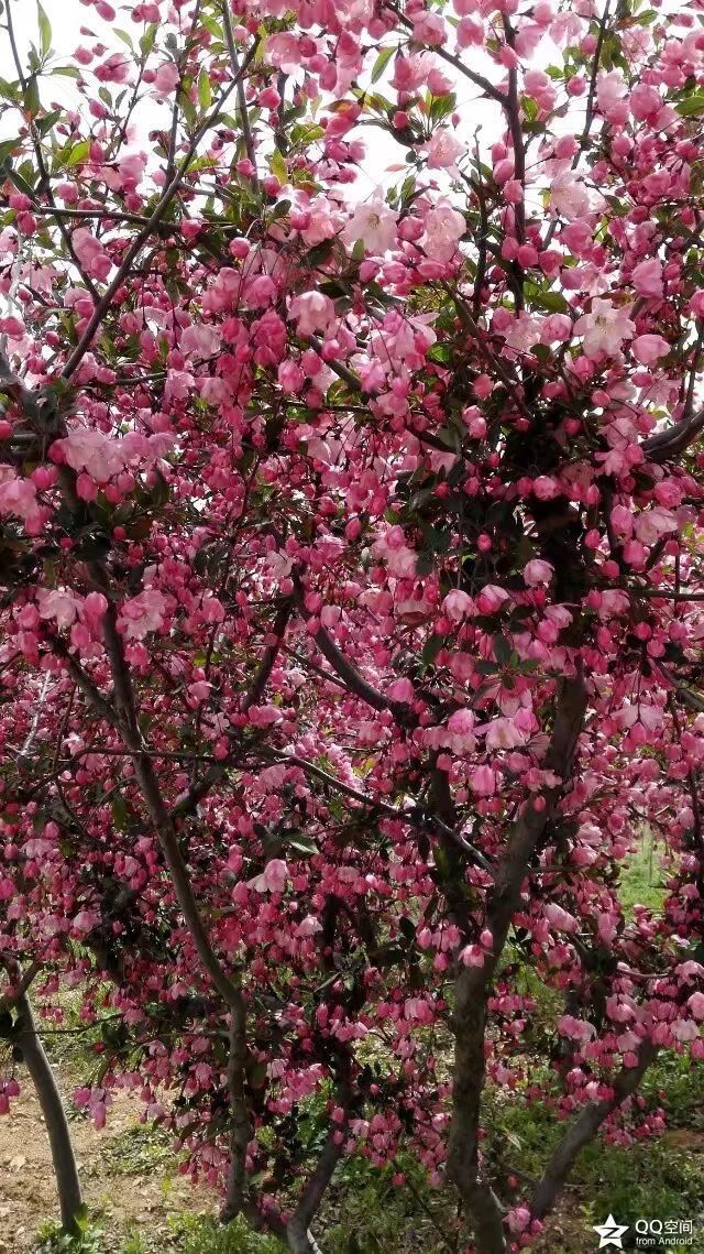 海棠有四品，犹爱垂丝海棠