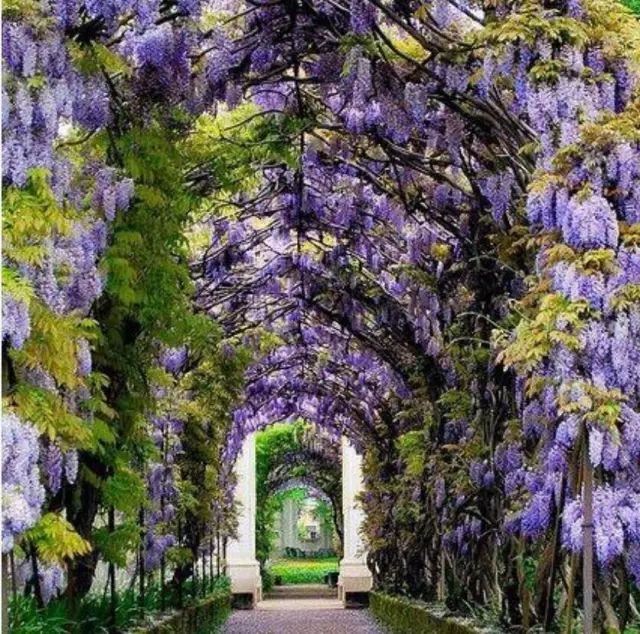 紫藤品种介绍集锦,你喜欢的是哪一种? 紫藤品种介绍集锦,你喜欢的是哪一种?