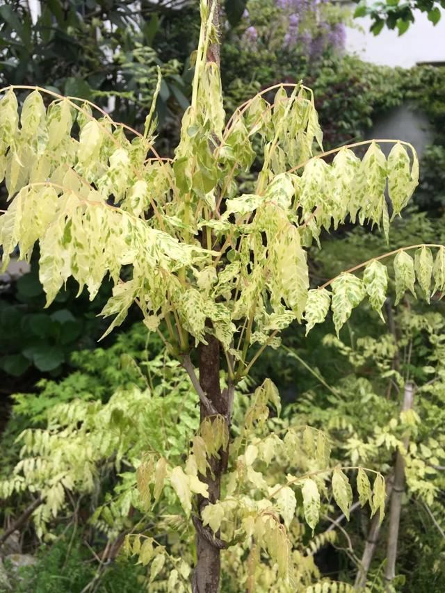 紫藤品种介绍集锦,你喜欢的是哪一种? 紫藤品种介绍集锦,你喜欢的是哪一种?