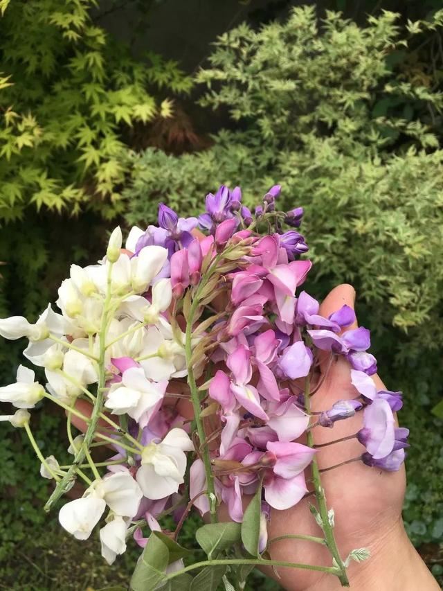 紫藤品种介绍集锦,你喜欢的是哪一种? 紫藤品种介绍集锦,你喜欢的是哪一种?