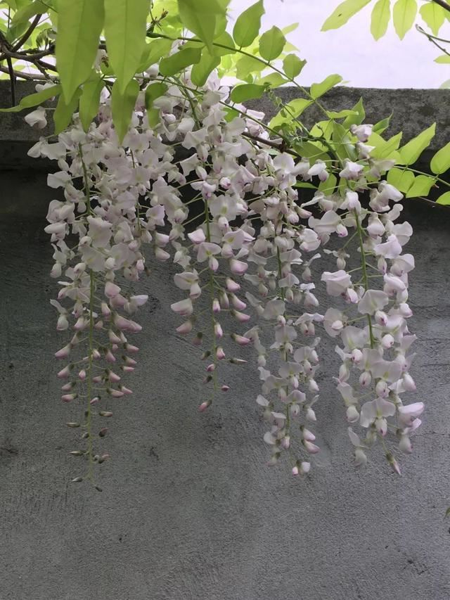 紫藤品种介绍集锦,你喜欢的是哪一种? 紫藤品种介绍集锦,你喜欢的是哪一种?