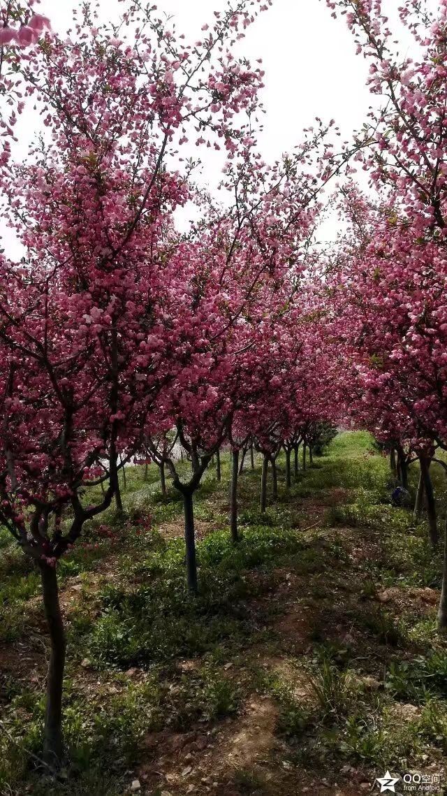 海棠有四品，犹爱垂丝海棠