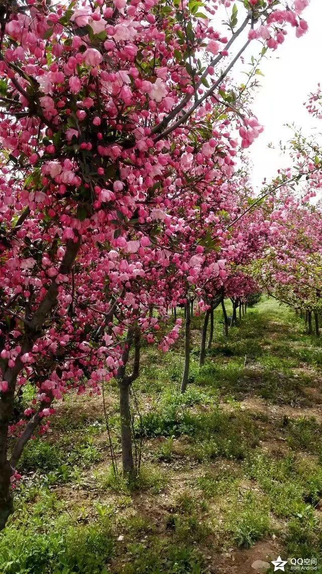 海棠有四品，犹爱垂丝海棠