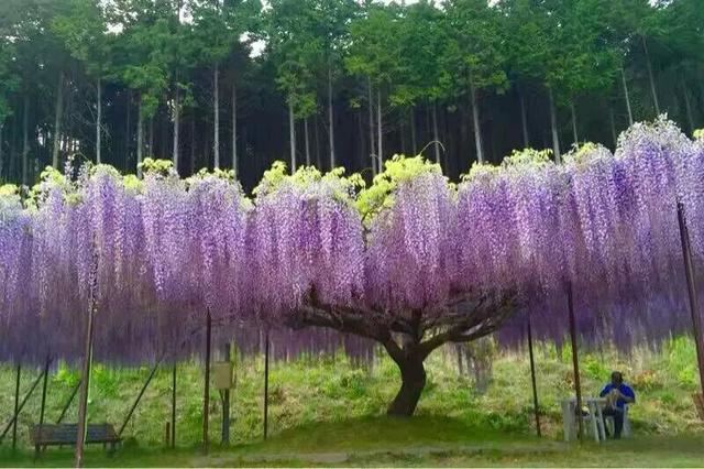 紫藤品种介绍集锦,你喜欢的是哪一种? 紫藤品种介绍集锦,你喜欢的是哪一种?