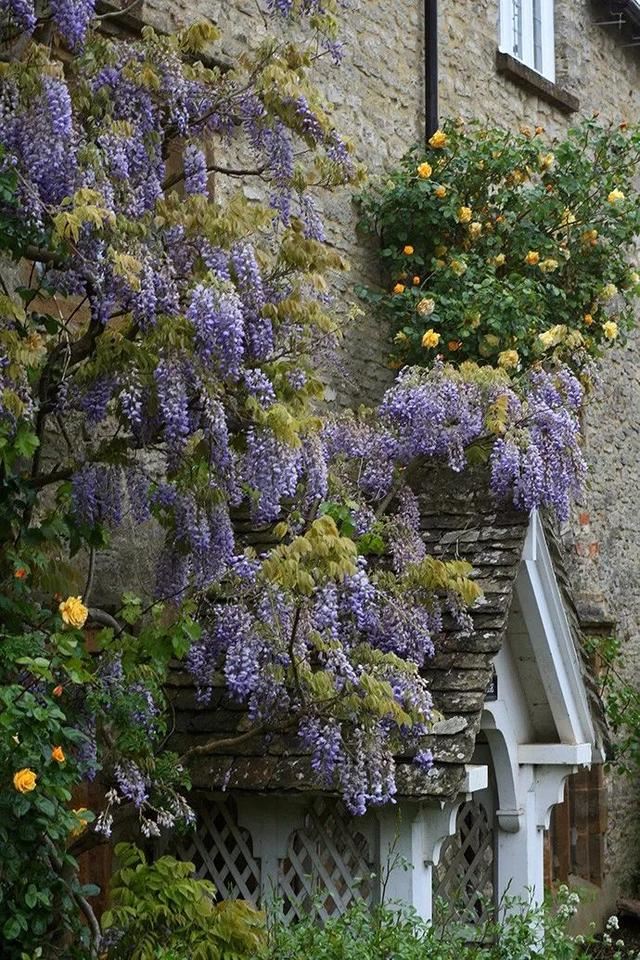 紫藤品种介绍集锦,你喜欢的是哪一种? 紫藤品种介绍集锦,你喜欢的是哪一种?