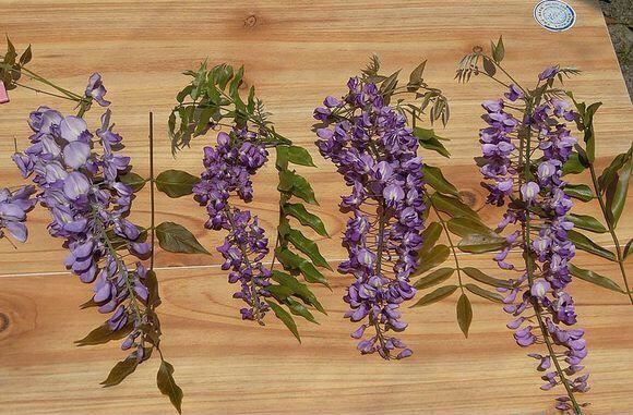 紫藤品种介绍集锦,你喜欢的是哪一种? 紫藤品种介绍集锦,你喜欢的是哪一种?