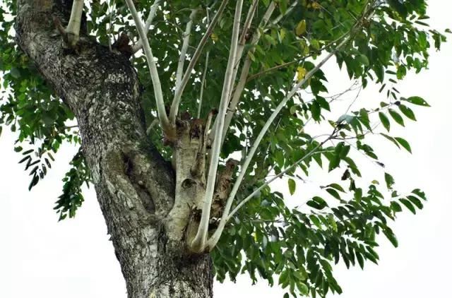 在南方旅游,路边这40种常见花木,你认识多少种? 在南方旅游,路边这40种常见花木,你认识多少种?