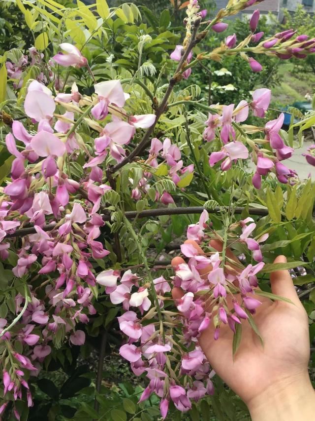 紫藤品种介绍集锦,你喜欢的是哪一种? 紫藤品种介绍集锦,你喜欢的是哪一种?