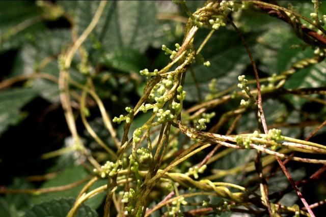 植物图鉴:金灯藤 植物图鉴:金灯藤