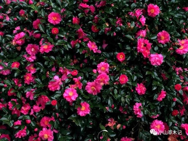 茶梅 | 冬日看花花灼灼 茶梅 | 冬日看花花灼灼