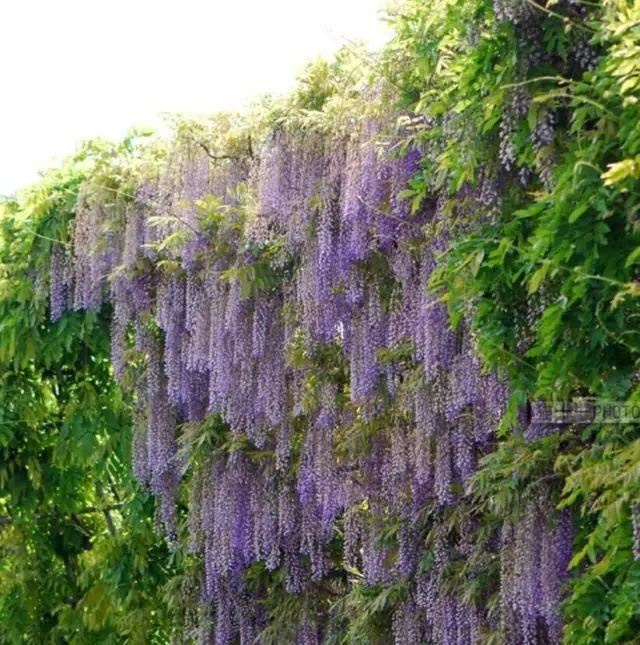 紫藤品种介绍集锦,你喜欢的是哪一种? 紫藤品种介绍集锦,你喜欢的是哪一种?