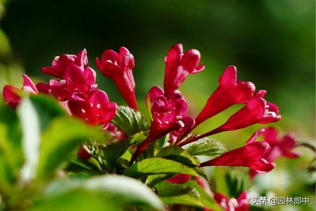 路边的一种红色小花，虽不起眼，却有着贵气的名字——红王子锦带
