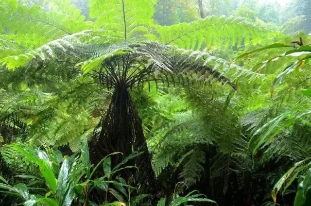 在南方旅游,路边这40种常见花木,你认识多少种? 在南方旅游,路边这40种常见花木,你认识多少种?